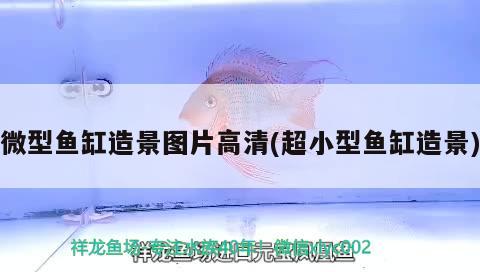 微型魚缸造景圖片高清(超小型魚缸造景) 申古三間魚