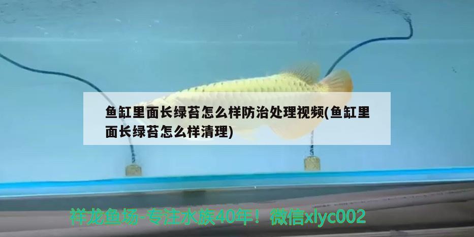 魚缸里面長綠苔怎么樣防治處理視頻(魚缸里面長綠苔怎么樣清理)