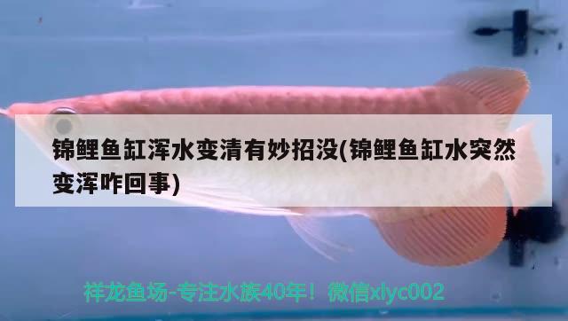 錦鯉魚缸渾水變清有妙招沒(錦鯉魚缸水突然變渾咋回事) 藍底過背金龍魚