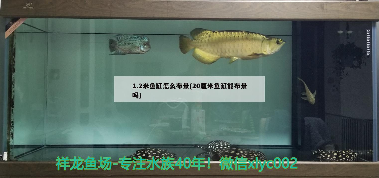 過背金龍魚圖片(什么叫過背金龍魚) 金龍魚百科 第2張