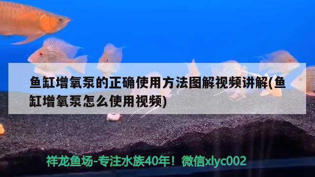 魚缸增氧泵的正確使用方法圖解視頻講解(魚缸增氧泵怎么使用視頻)