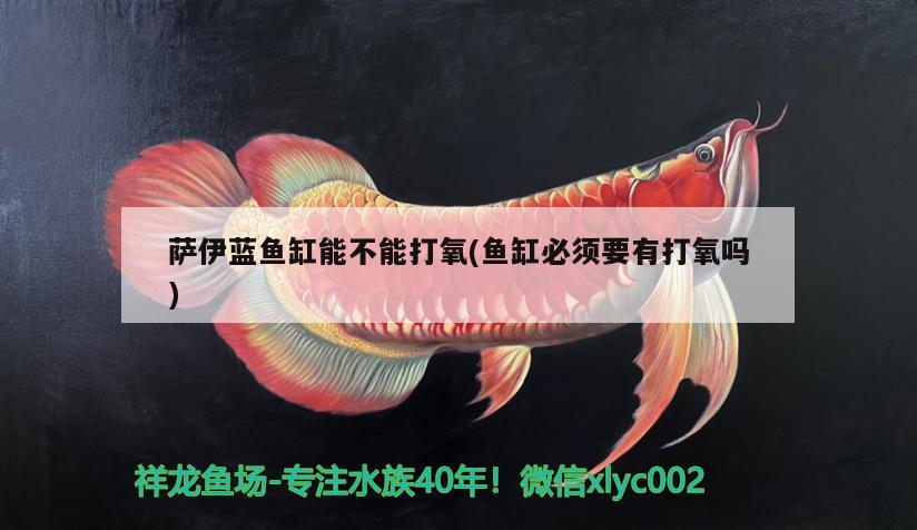 薩伊藍魚缸能不能打氧(魚缸必須要有打氧嗎) 薩伊藍魚