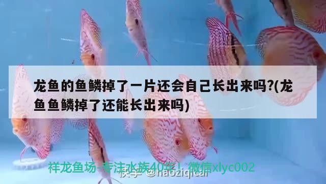 龍魚的魚鱗掉了一片還會自己長出來嗎?(龍魚魚鱗掉了還能長出來嗎)