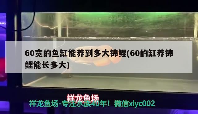 60寬的魚缸能養(yǎng)到多大錦鯉(60的缸養(yǎng)錦鯉能長多大)