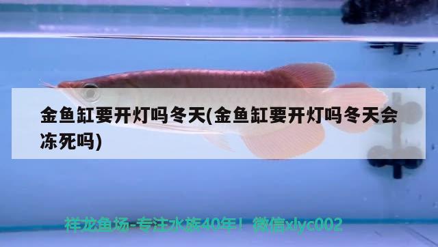 金魚(yú)缸要開(kāi)燈嗎冬天(金魚(yú)缸要開(kāi)燈嗎冬天會(huì)凍死嗎) 黃吉金龍（白子金龍魚(yú)）