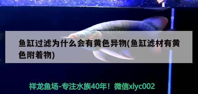 魚(yú)缸過(guò)濾為什么會(huì)有黃色異物(魚(yú)缸濾材有黃色附著物)