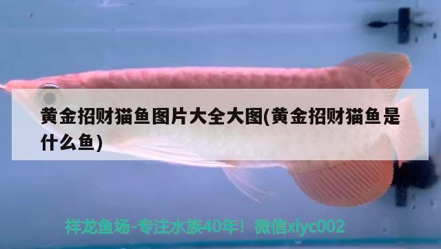 黃金招財貓魚圖片大全大圖(黃金招財貓魚是什么魚) 黃金招財貓魚