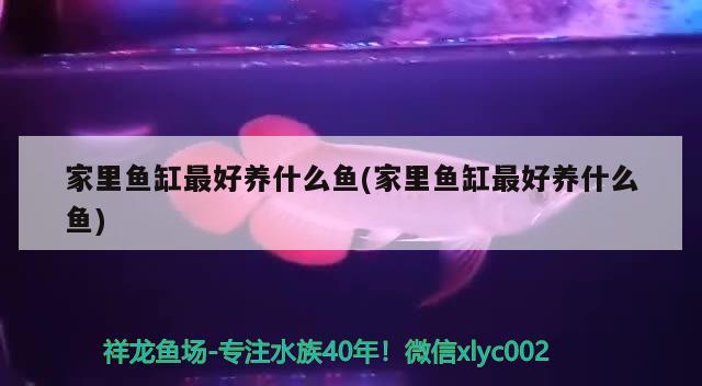 家里魚缸最好養(yǎng)什么魚(家里魚缸最好養(yǎng)什么魚) 撒旦鴨嘴魚