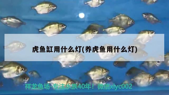 虎魚(yú)缸用什么燈(養(yǎng)虎魚(yú)用什么燈) 虎魚(yú)百科 第2張