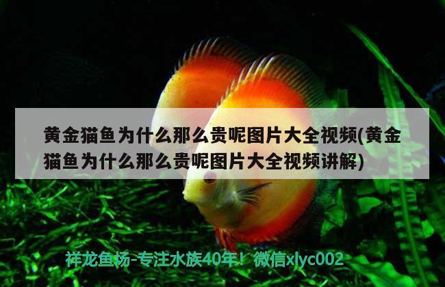 黃金貓魚為什么那么貴呢圖片大全視頻(黃金貓魚為什么那么貴呢圖片大全視頻講解) 黃金貓魚百科