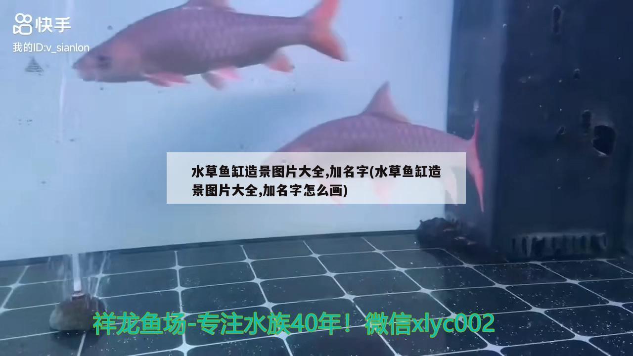 水草魚缸造景圖片大全,加名字(水草魚缸造景圖片大全,加名字怎么畫) 水草