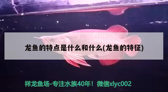 魚缸在墻里(魚缸在東墻上好不好) 網(wǎng)上購買觀賞魚 第2張