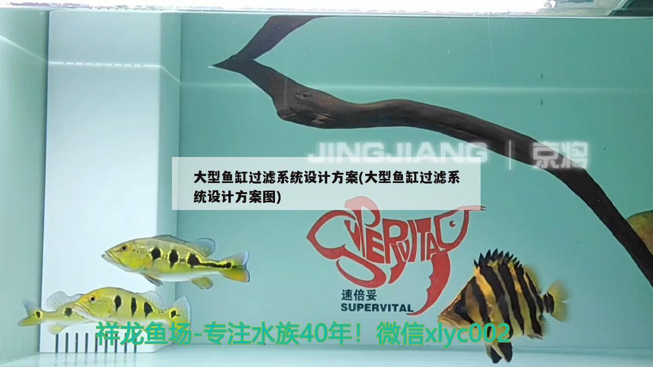 大型魚缸過(guò)濾系統(tǒng)設(shè)計(jì)方案(大型魚缸過(guò)濾系統(tǒng)設(shè)計(jì)方案圖) 巨骨舌魚