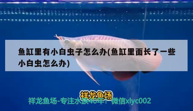 魚缸里有小白蟲子怎么辦(魚缸里面長了一些小白蟲怎么辦) 斑馬鴨嘴魚