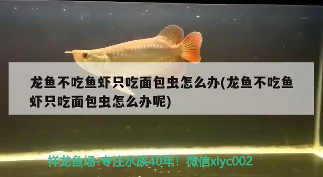 龍魚不吃魚蝦只吃面包蟲怎么辦(龍魚不吃魚蝦只吃面包蟲怎么辦呢)