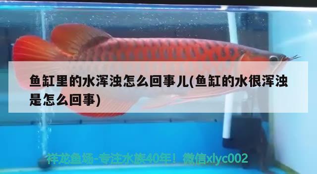 魚缸里的水渾濁怎么回事兒(魚缸的水很渾濁是怎么回事) 觀賞魚市場(chǎng)