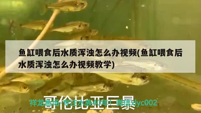 魚缸喂食后水質(zhì)渾濁怎么辦視頻(魚缸喂食后水質(zhì)渾濁怎么辦視頻教學(xué))