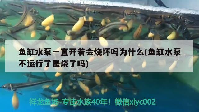 魚缸水泵一直開著會燒壞嗎為什么(魚缸水泵不運行了是燒了嗎) 魚缸水泵