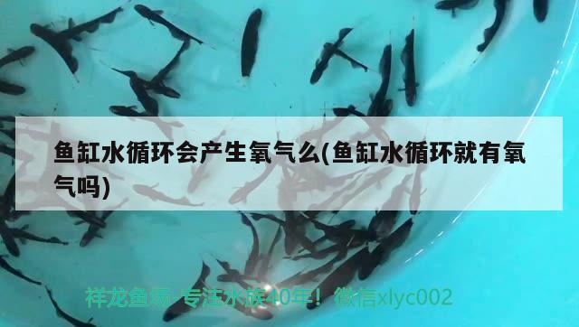 魚缸水循環(huán)會產(chǎn)生氧氣么(魚缸水循環(huán)就有氧氣嗎) 青龍魚