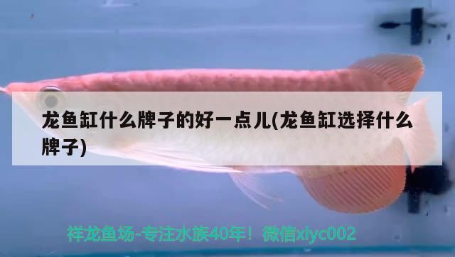 龍魚缸什么牌子的好一點(diǎn)兒(龍魚缸選擇什么牌子) 大嘴鯨魚