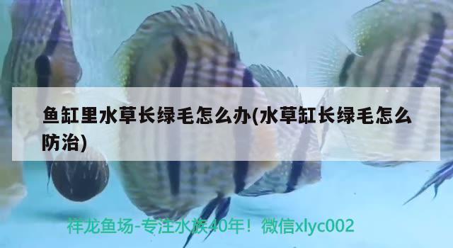 魚缸里水草長(zhǎng)綠毛怎么辦(水草缸長(zhǎng)綠毛怎么防治) 水草