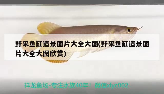 魚缸用什么過(guò)濾器過(guò)濾效果好些(魚缸用什么樣的過(guò)濾器效果好) 魚缸風(fēng)水