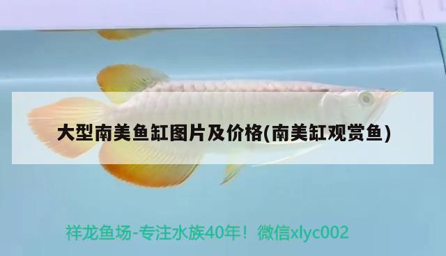 大型南美魚缸圖片及價(jià)格(南美缸觀賞魚) 黑白雙星魚