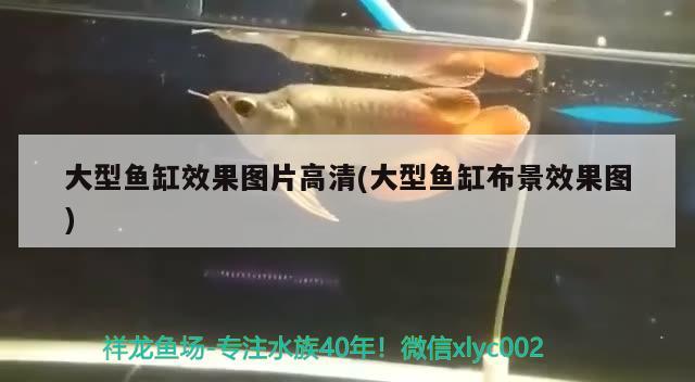 大型魚缸效果圖片高清(大型魚缸布景效果圖) 肥料