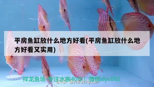 平房魚缸放什么地方好看(平房魚缸放什么地方好看又實(shí)用) 粗線銀版魚苗