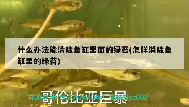 什么辦法能清除魚缸里面的綠苔(怎樣消除魚缸里的綠苔) PH調(diào)節(jié)劑