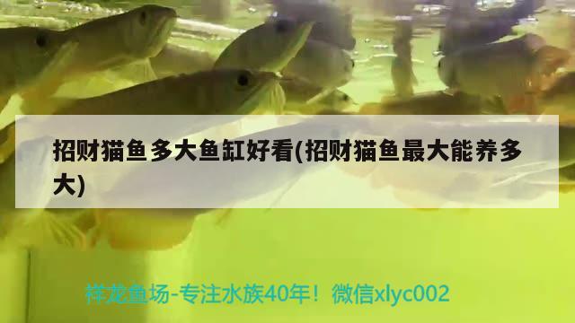 齊齊哈爾水族批發(fā)市場(chǎng)地址在哪里（烏魯木齊水族批發(fā)市場(chǎng)在哪里）