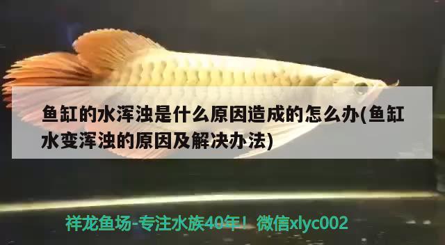 魚(yú)缸的水渾濁是什么原因造成的怎么辦(魚(yú)缸水變渾濁的原因及解決辦法) 魚(yú)缸水質(zhì)穩(wěn)定劑