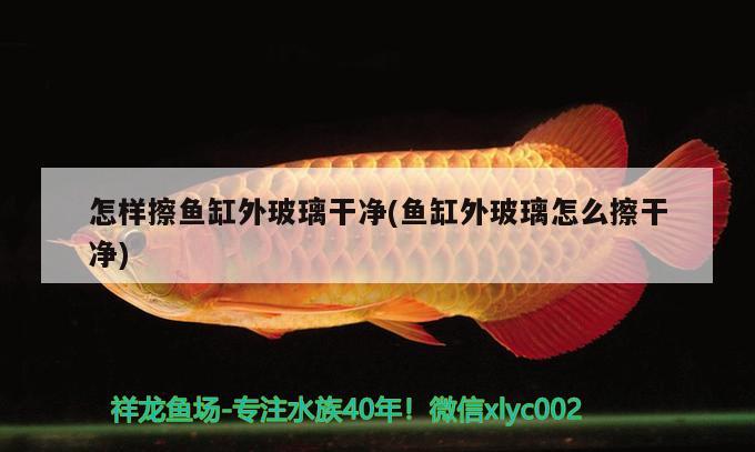 怎樣擦魚缸外玻璃干凈(魚缸外玻璃怎么擦干凈) 大正錦鯉魚