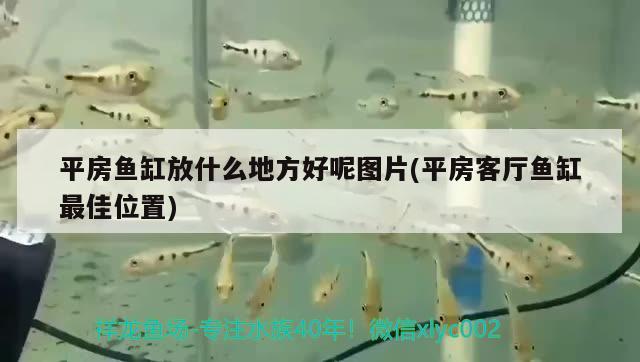 龍魚撞缸怎么回事呀（龍魚撞缸怎么回事呀視頻） 廣州龍魚批發(fā)市場 第1張