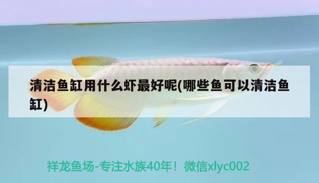 龍魚鱗片發(fā)黑怎么辦，銀龍魚鱗片發(fā)黑怎么辦 銀龍魚 第2張