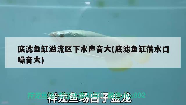 底濾魚缸溢流區(qū)下水聲音大(底濾魚缸落水口噪音大) 白寫錦鯉魚