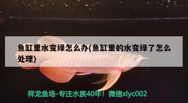 魚缸里水變綠怎么辦(魚缸里的水變綠了怎么處理) 祥龍傳奇品牌魚缸