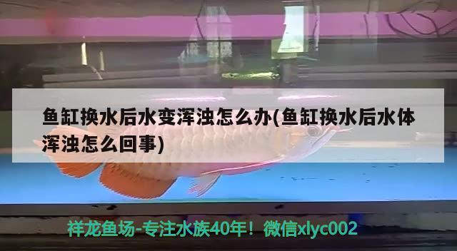 魚缸換水后水變渾濁怎么辦(魚缸換水后水體渾濁怎么回事) 黑水素