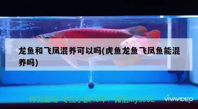 龍魚(yú)和飛鳳混養(yǎng)可以嗎(虎魚(yú)龍魚(yú)飛鳳魚(yú)能混養(yǎng)嗎) 飛鳳魚(yú)