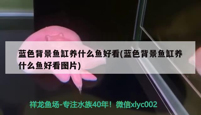 吉林市二手魚(yú)缸交易市場(chǎng)地址電話號(hào)碼查詢 恐龍王魚(yú) 第1張