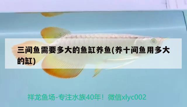 三間魚需要多大的魚缸養(yǎng)魚(養(yǎng)十間魚用多大的缸) 觀賞魚批發(fā)