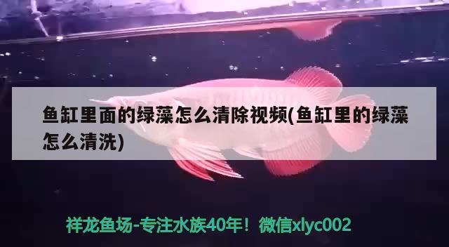 魚缸里面的綠藻怎么清除視頻(魚缸里的綠藻怎么清洗) 祥龍進(jìn)口元寶鳳凰魚