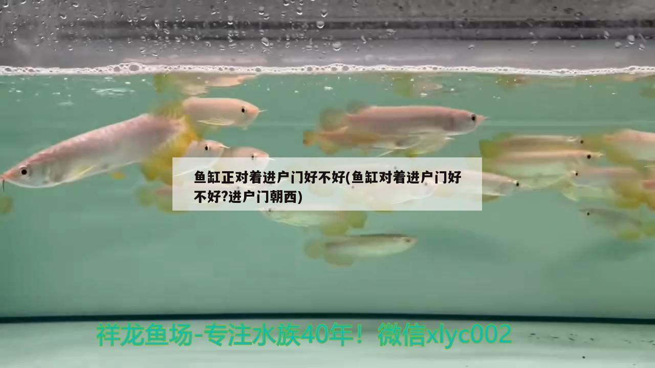 魚缸正對著進戶門好不好(魚缸對著進戶門好不好?進戶門朝西) 觀賞魚