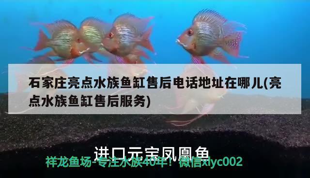 石家莊亮點水族魚缸售后電話地址在哪兒(亮點水族魚缸售后服務(wù)) 福魟魟魚