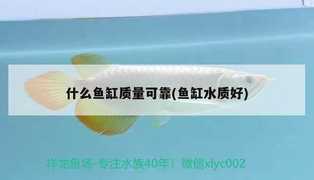 什么魚(yú)缸質(zhì)量可靠(魚(yú)缸水質(zhì)好) 錦鯉池魚(yú)池建設(shè)