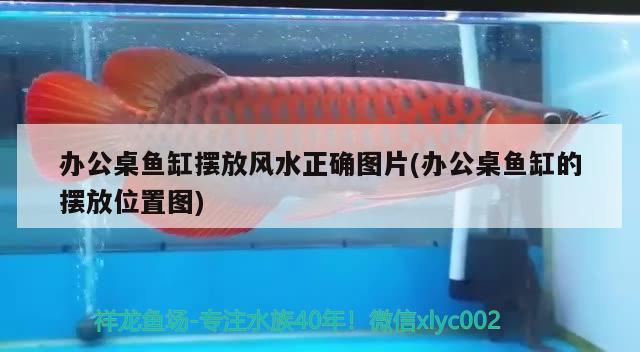 六角恐龍魚(yú)如何正確喂食紅蟲(chóng)？，六角恐龍魚(yú)如何正確喂食紅蟲(chóng)六角恐龍魚(yú)的飲食需求 祥龍金禾金龍魚(yú) 第2張