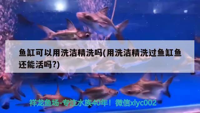 魚缸可以用洗潔精洗嗎(用洗潔精洗過魚缸魚還能活嗎?) 鐵甲武士