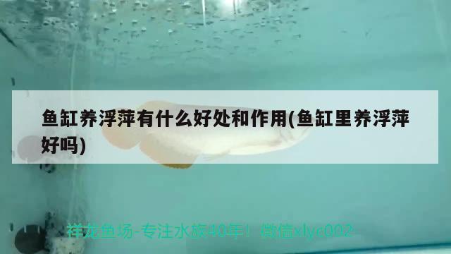 魚(yú)缸養(yǎng)浮萍有什么好處和作用(魚(yú)缸里養(yǎng)浮萍好嗎) 帝王血鉆