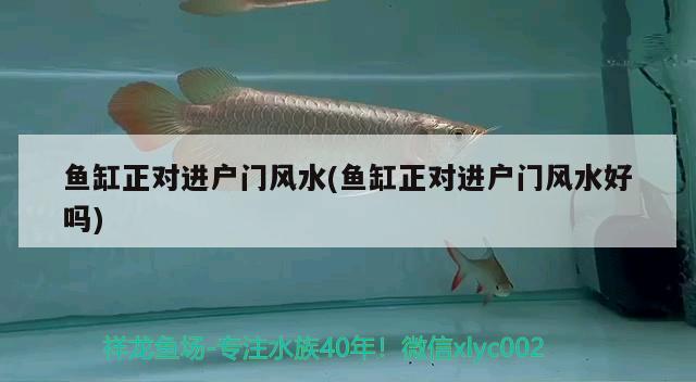 魚缸正對進(jìn)戶門風(fēng)水(魚缸正對進(jìn)戶門風(fēng)水好嗎)