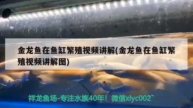 金龍魚(yú)在魚(yú)缸繁殖視頻講解(金龍魚(yú)在魚(yú)缸繁殖視頻講解圖)